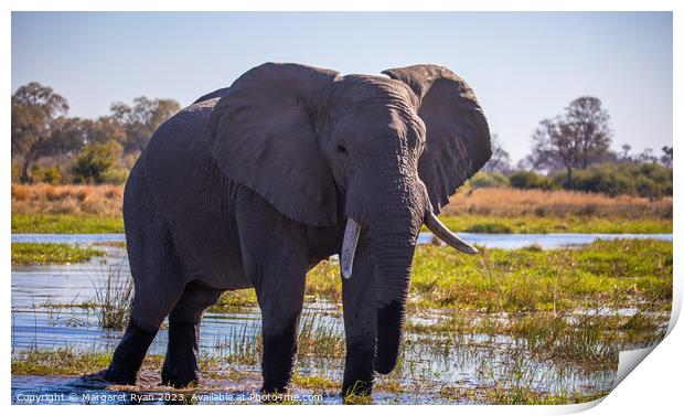 African Savanna Elephant Print by Margaret Ryan