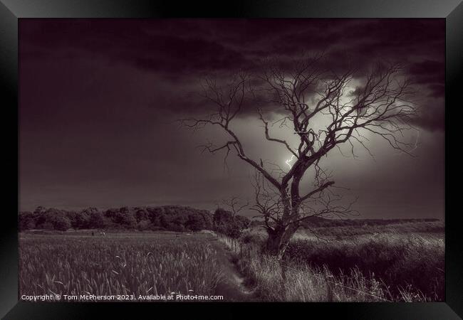 The Lightning Tree Framed Print by Tom McPherson