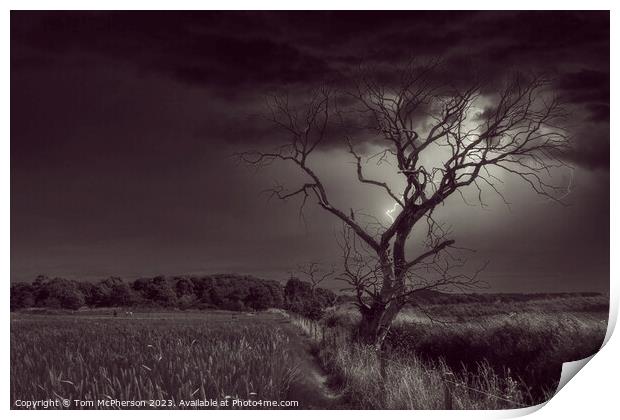 The Lightning Tree Print by Tom McPherson