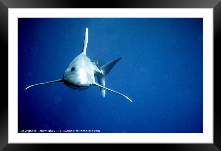 Oceanic Whitetip Shark Framed Mounted Print by Robert Hall
