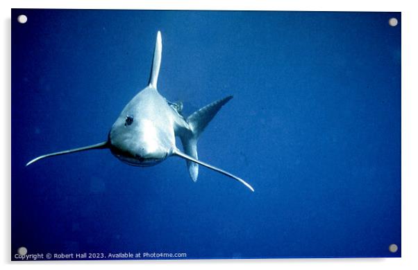 Oceanic Whitetip Shark Acrylic by Robert Hall