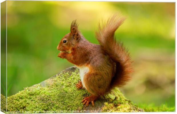 Red Squirrel Eating Canvas Print by Janet Marsh  Photography