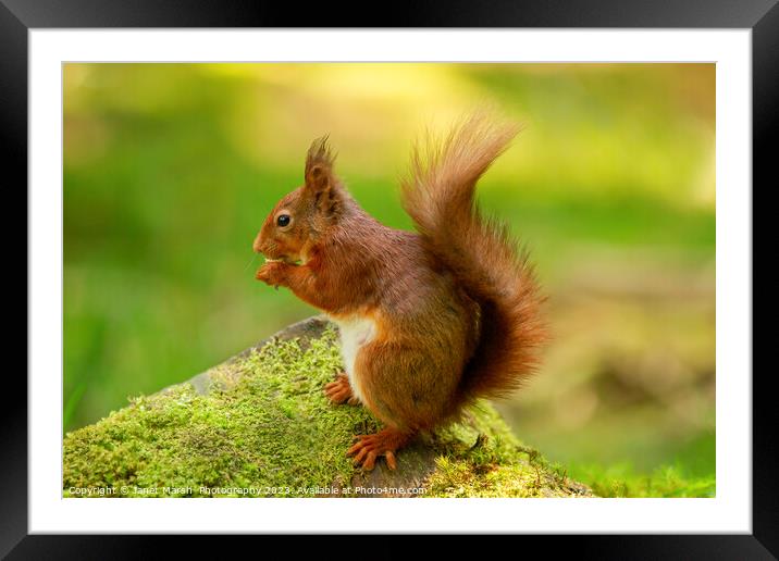 Red Squirrel Eating Framed Mounted Print by Janet Marsh  Photography
