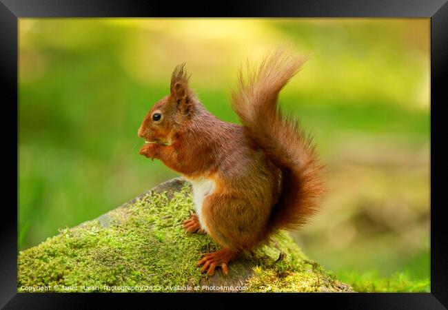 Red Squirrel Eating Framed Print by Janet Marsh  Photography