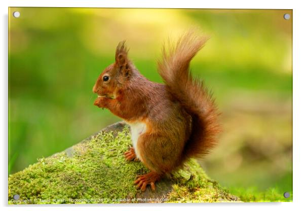Red Squirrel Eating Acrylic by Janet Marsh  Photography