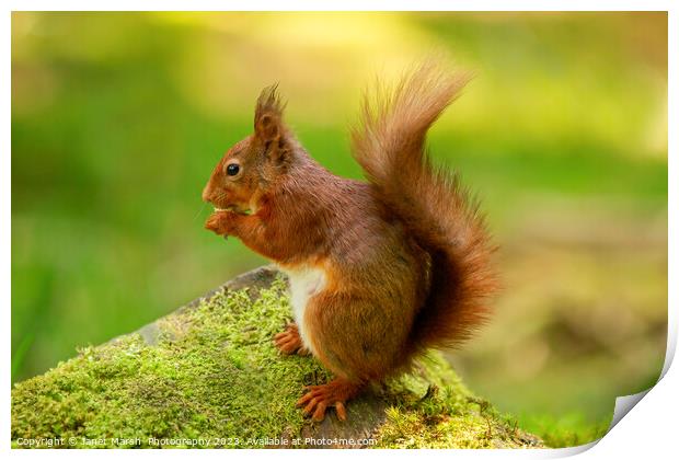 Red Squirrel Eating Print by Janet Marsh  Photography