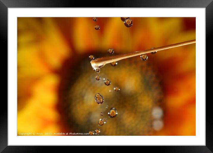 Water drops and Flowers Framed Mounted Print by Arun 