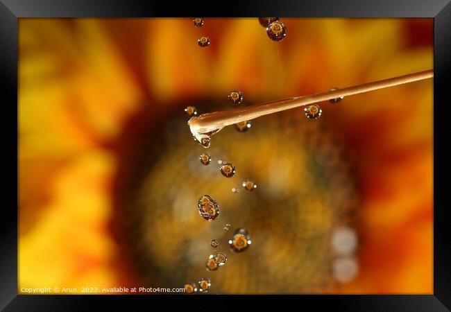 Water drops and Flowers Framed Print by Arun 
