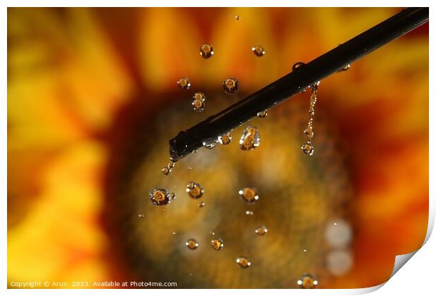 Water drops and Flowers Print by Arun 