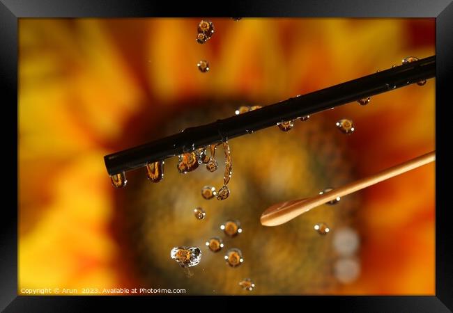 Water drops and Flowers Framed Print by Arun 