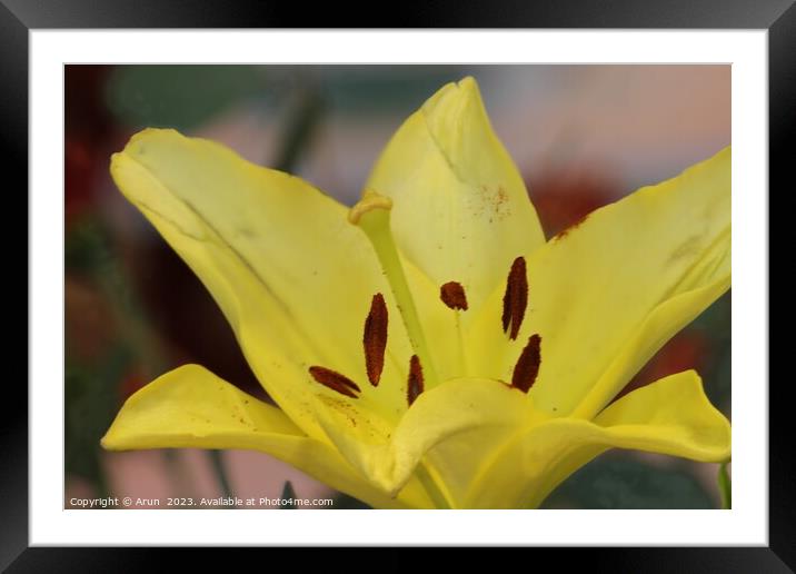 Yellow flower close up Framed Mounted Print by Arun 