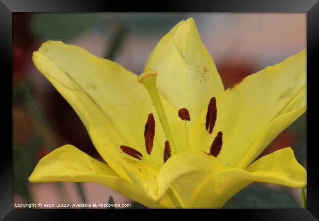 Yellow flower close up Framed Print by Arun 