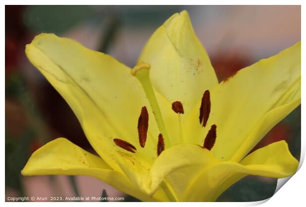 Yellow flower close up Print by Arun 