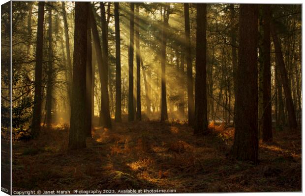 Forest Rays Canvas Print by Janet Marsh  Photography