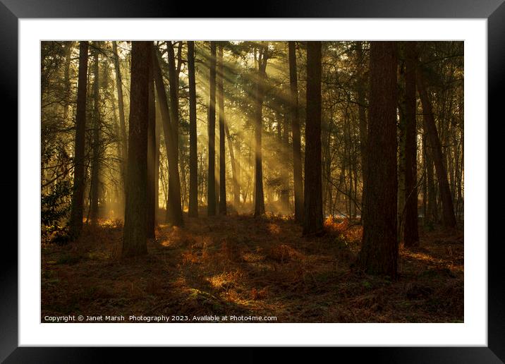 Forest Rays Framed Mounted Print by Janet Marsh  Photography