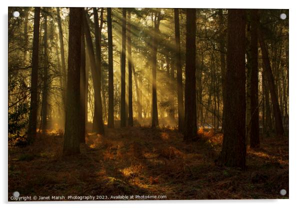 Forest Rays Acrylic by Janet Marsh  Photography