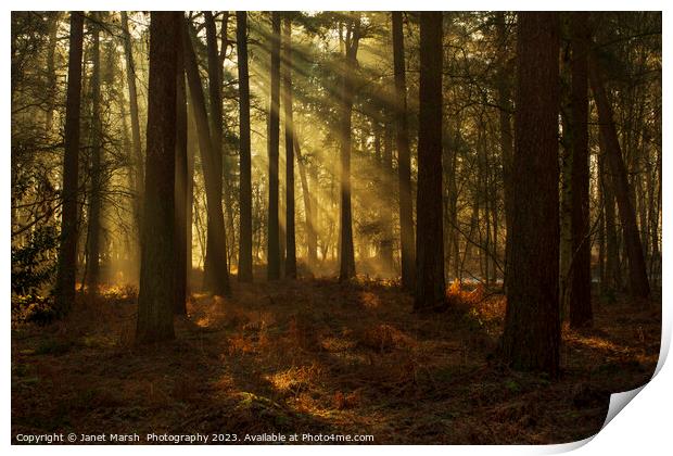 Forest Rays Print by Janet Marsh  Photography