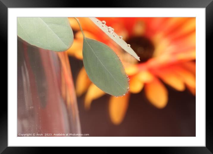 Close up of a flower Framed Mounted Print by Arun 
