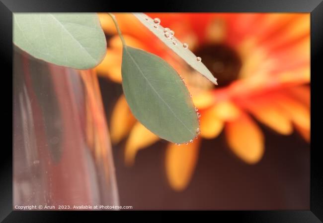 Close up of a flower Framed Print by Arun 