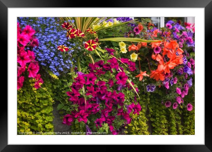 Floral Carpet of Colour. Framed Mounted Print by 28sw photography