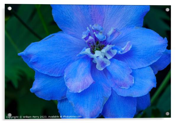Light Blue Delphinium Larkspur Van Dusen Garden Vancouver Canada Acrylic by William Perry