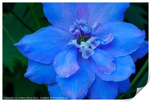 Light Blue Delphinium Larkspur Van Dusen Garden Vancouver Canada Print by William Perry