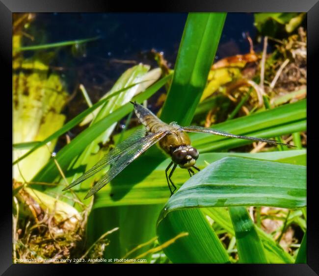 Broadwater Warren Dragonfly Van Dusen Garden Vancouver British C Framed Print by William Perry