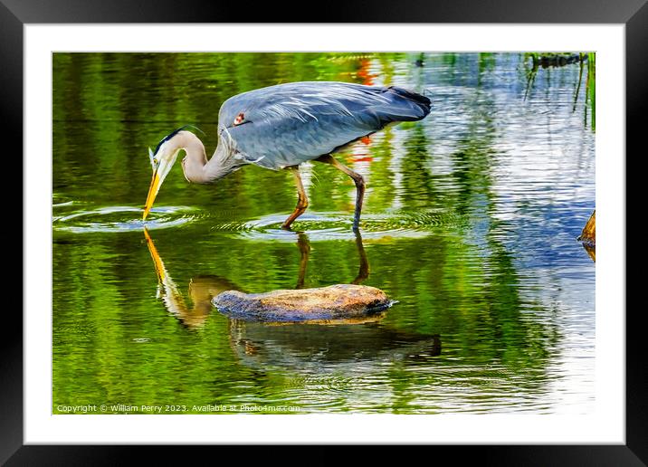 Great Blue Heron Pond Vanier Park Vancouver Canada Framed Mounted Print by William Perry