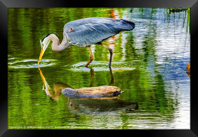 Great Blue Heron Pond Vanier Park Vancouver Canada Framed Print by William Perry