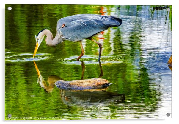 Great Blue Heron Pond Vanier Park Vancouver Canada Acrylic by William Perry