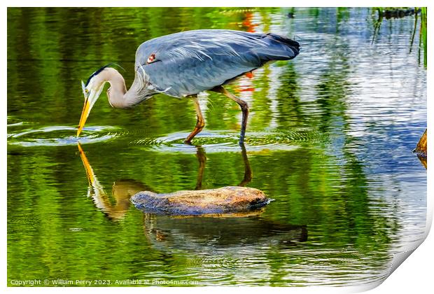 Great Blue Heron Pond Vanier Park Vancouver Canada Print by William Perry