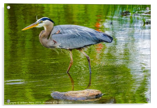 Great Blue Heron Pond Vanier Park Vancouver British Columbia Can Acrylic by William Perry