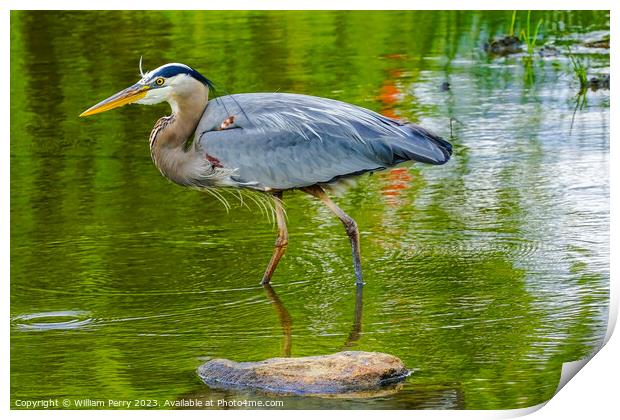 Great Blue Heron Pond Vanier Park Vancouver British Columbia Can Print by William Perry
