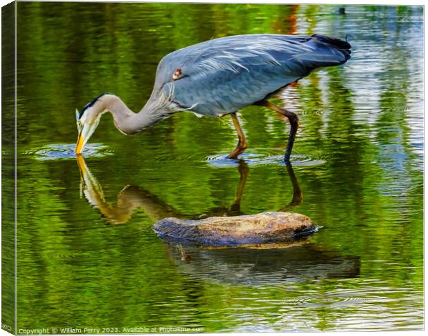 Great Blue Heron Fishing Pond Vanier Park Vancouver British Colu Canvas Print by William Perry