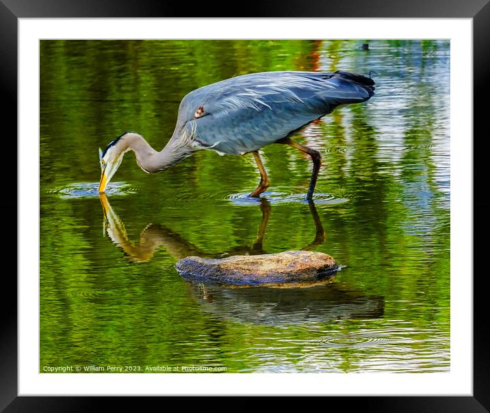 Great Blue Heron Fishing Pond Vanier Park Vancouver British Colu Framed Mounted Print by William Perry