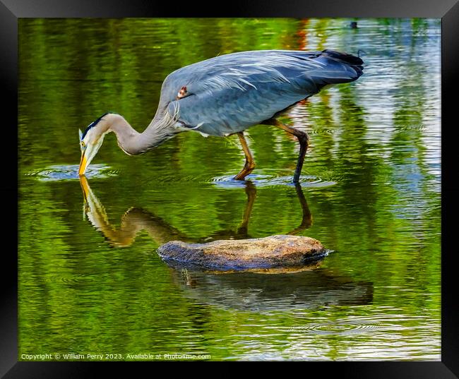 Great Blue Heron Fishing Pond Vanier Park Vancouver British Colu Framed Print by William Perry