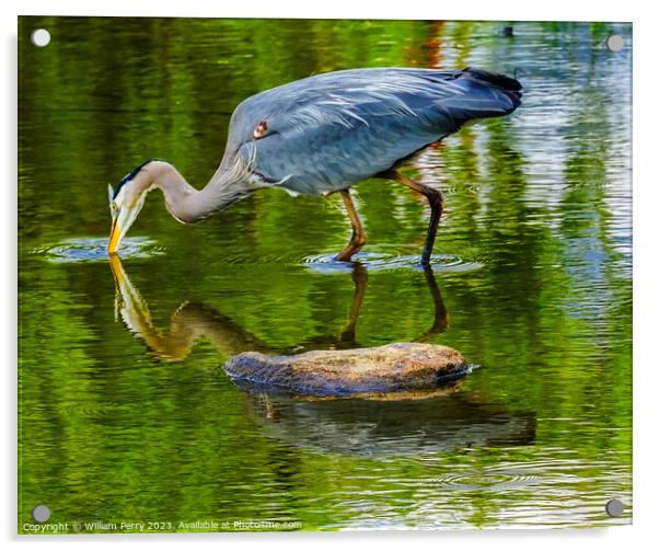 Great Blue Heron Fishing Pond Vanier Park Vancouver British Colu Acrylic by William Perry