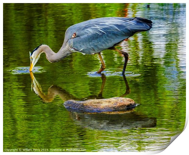 Great Blue Heron Fishing Pond Vanier Park Vancouver British Colu Print by William Perry