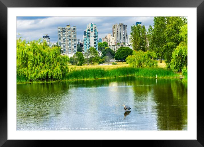 Vancouver Great Blue Heron Pond Vanier Park Canada Framed Mounted Print by William Perry