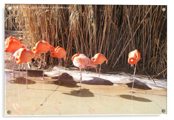 Zoo in Albuquerque New Mexico Acrylic by Arun 