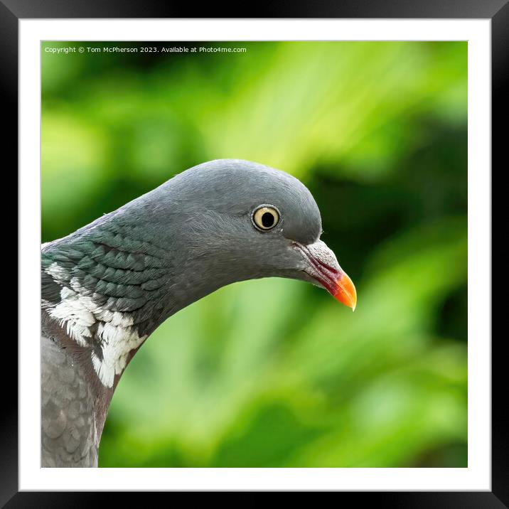  Woodpigeon Portrait Framed Mounted Print by Tom McPherson