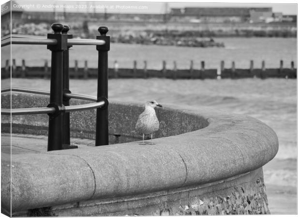 Posing seagull on seawall Canvas Print by Andrew Heaps