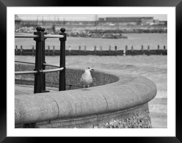 Posing seagull on seawall Framed Mounted Print by Andrew Heaps