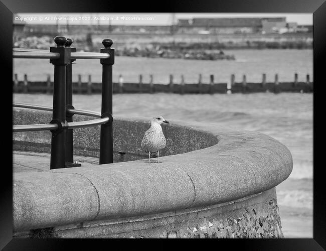 Posing seagull on seawall Framed Print by Andrew Heaps