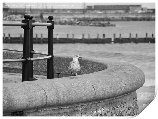Posing seagull on seawall Print by Andrew Heaps