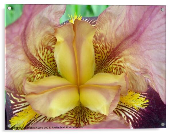 Pink and yellow iris Acrylic by Stephanie Moore