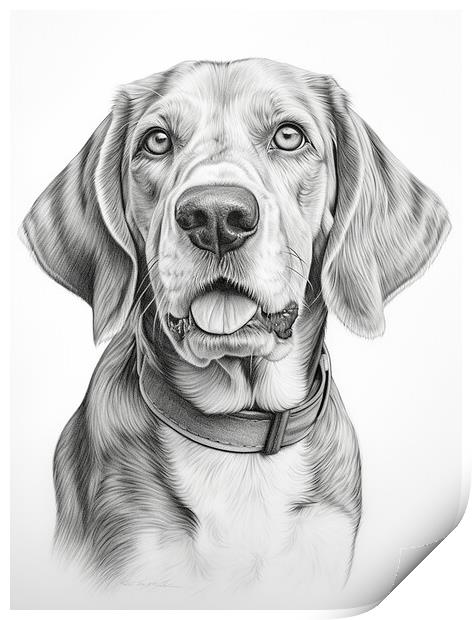American English Coonhound Pencil Drawing Print by K9 Art