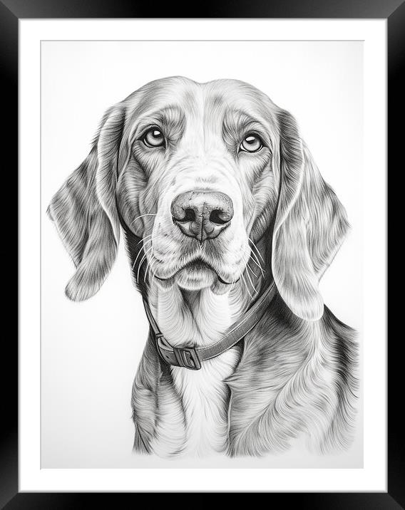 American English Coonhound Pencil Drawing Framed Mounted Print by K9 Art