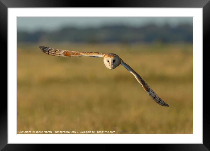 Barn Owl Fly By  Framed Mounted Print by Janet Marsh  Photography