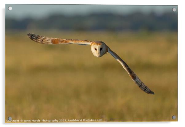 Barn Owl Fly By  Acrylic by Janet Marsh  Photography